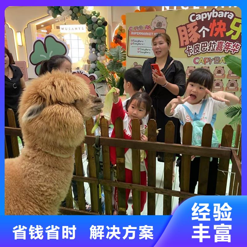 矮马出租-矮马出租厂家批发