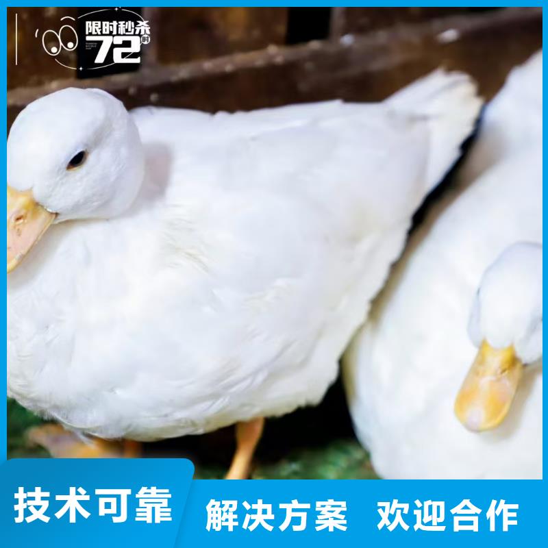 价格低的羊驼出租供应商