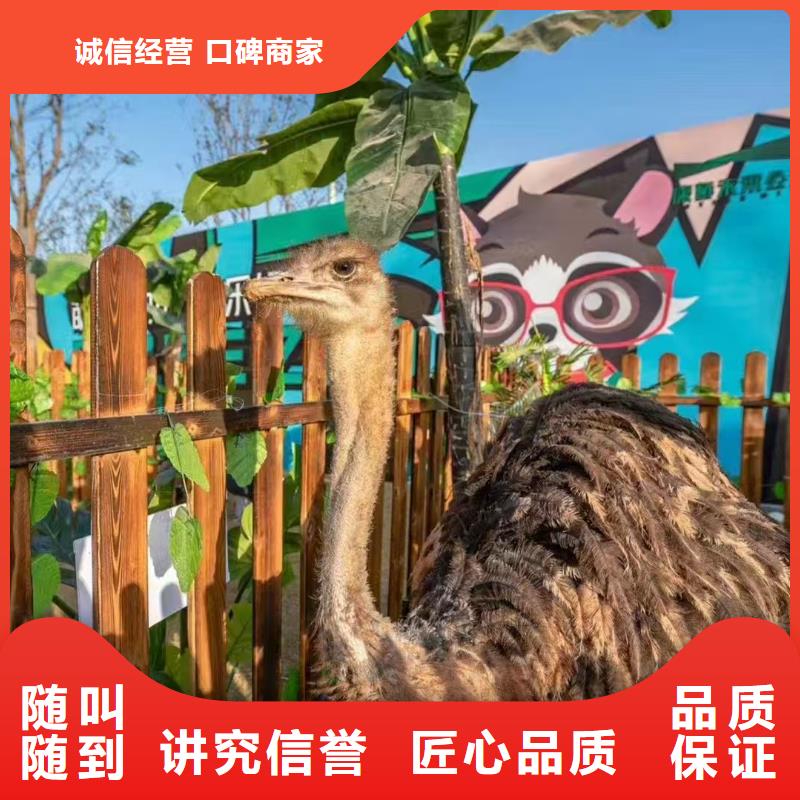 羊驼出租合格才发货