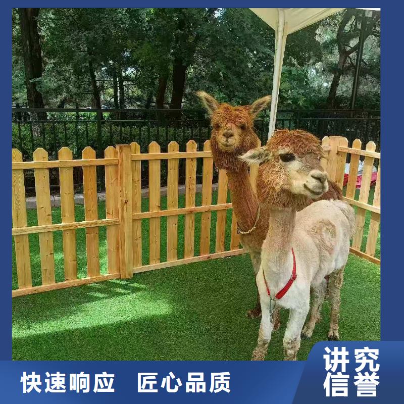 2026欢迎访问##小萌宠出租##实体厂家