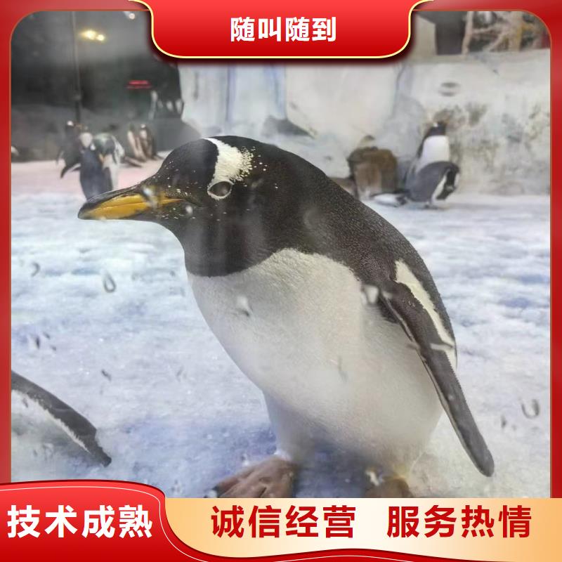 企鹅展览出租、企鹅展览出租厂家-找兮洋动物展览有限公司