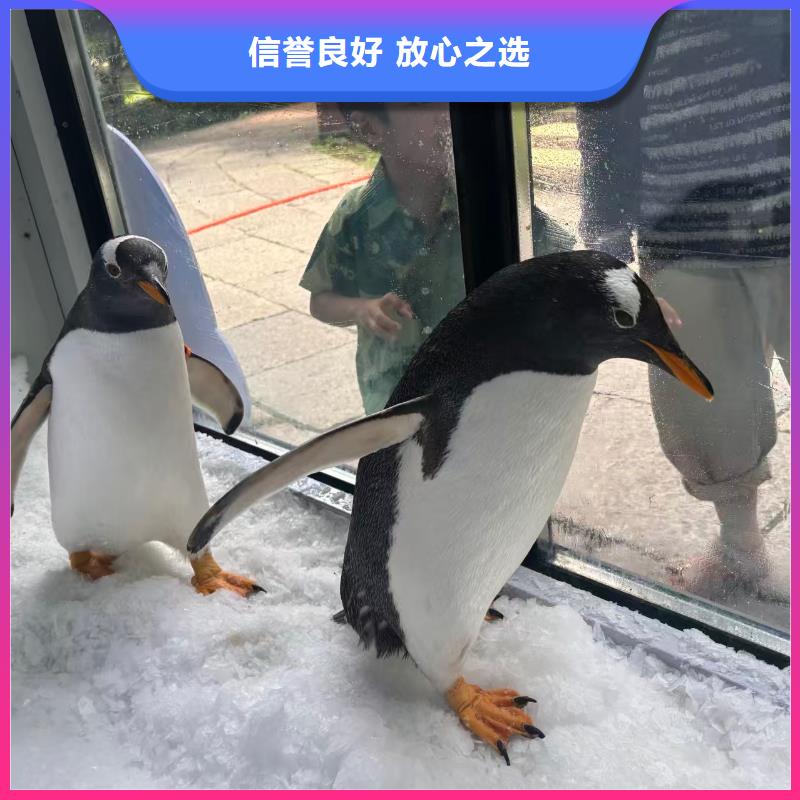 策划活动厂家-值得信赖