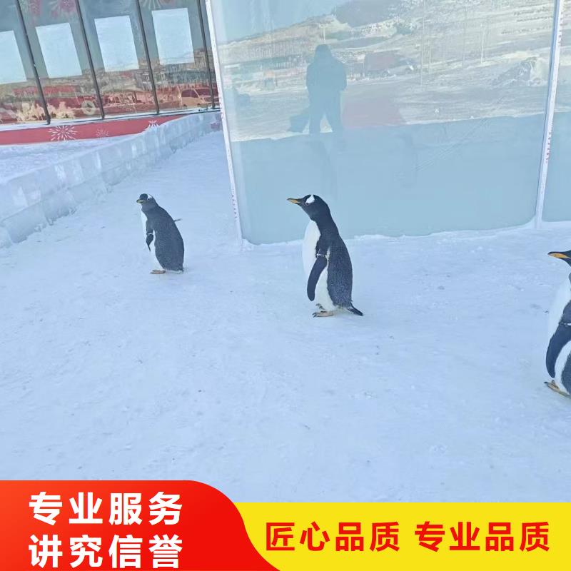 有现货的企鹅展批发商