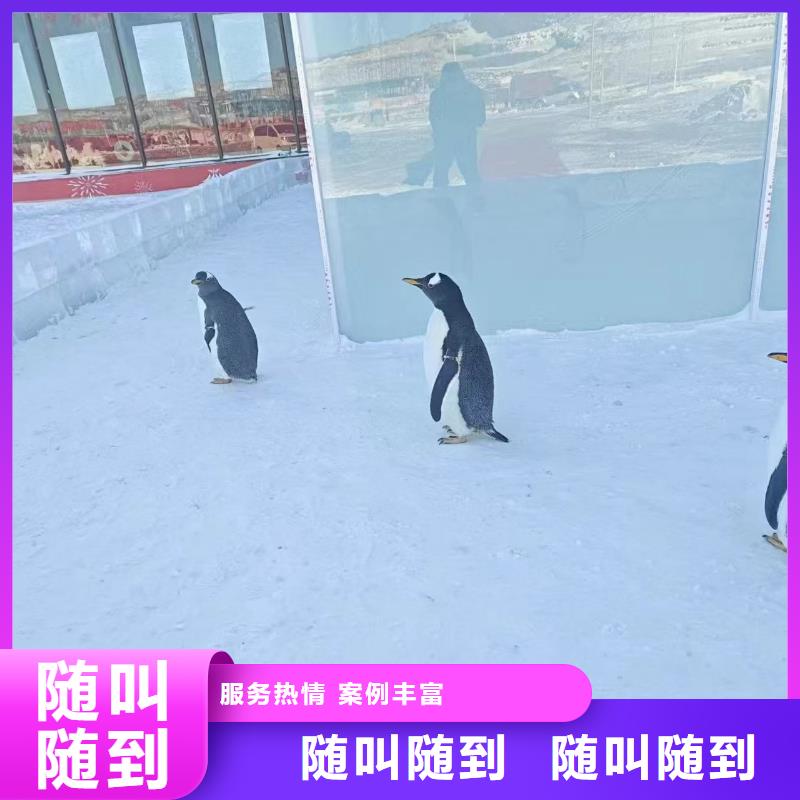 资讯：巴布亚企鹅厂家