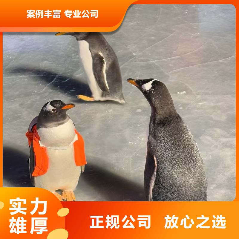 策划活动厂家-值得信赖