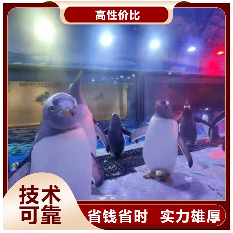 规格全的企鹅出租品牌厂家