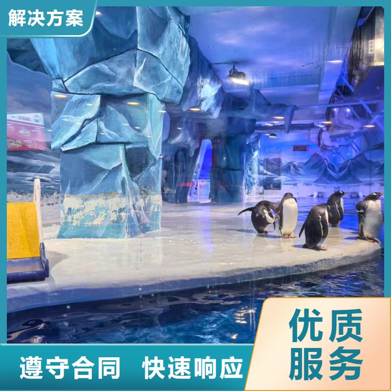 企鹅出租价格行情