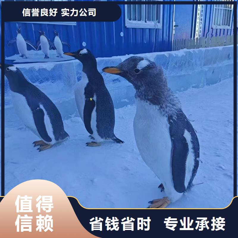 有现货的企鹅展批发商