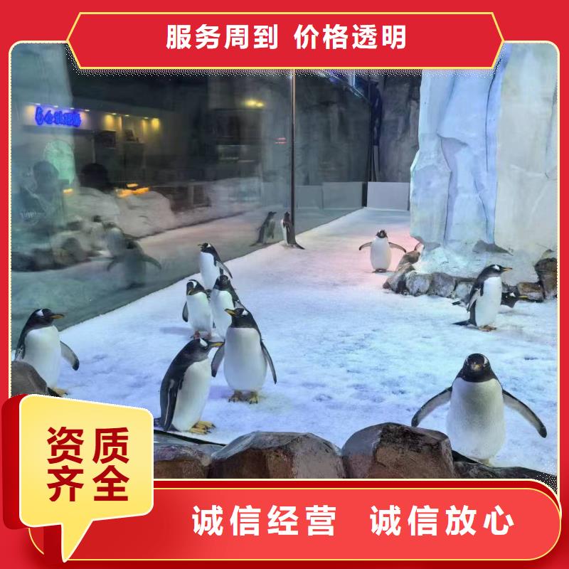 #帽带企鹅#量大从优