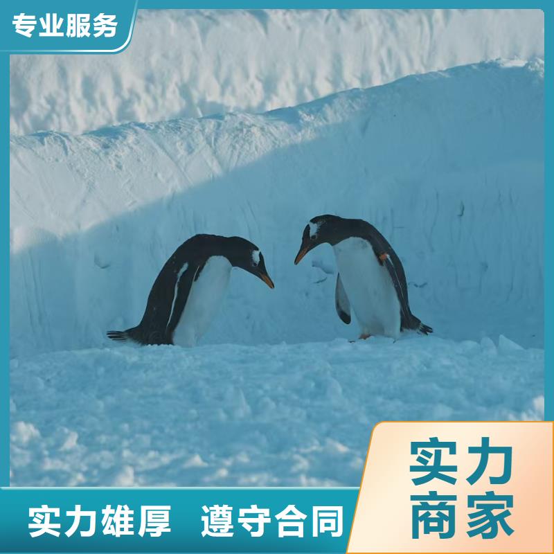 景区活动质量可靠的厂家