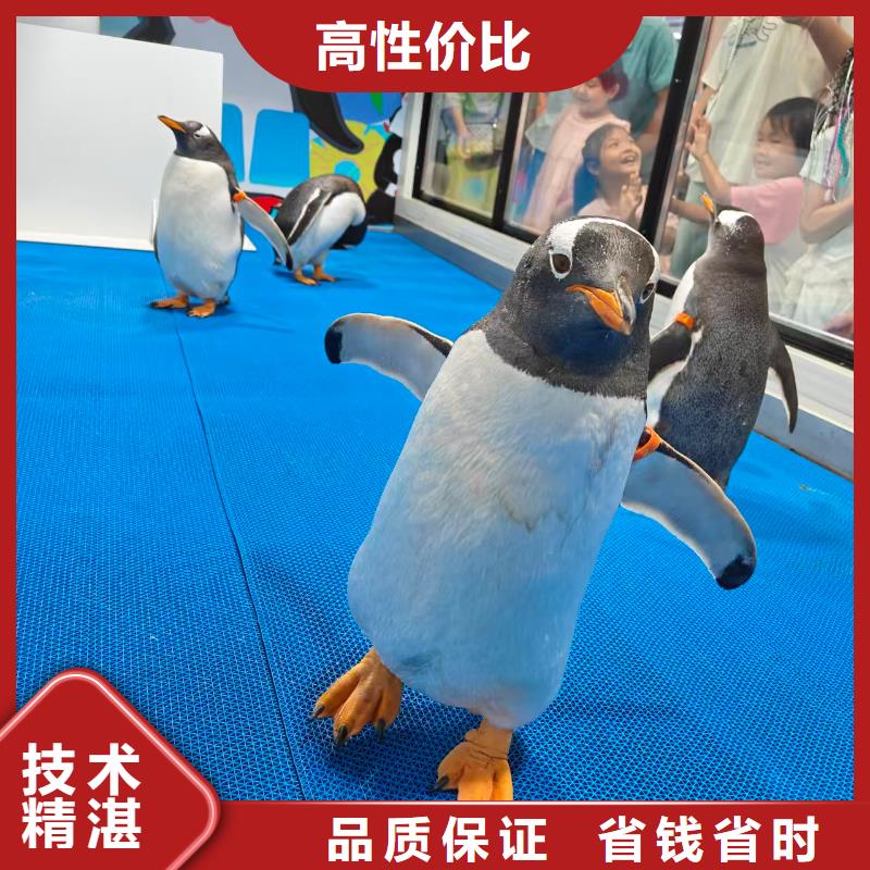 策划活动厂家-值得信赖