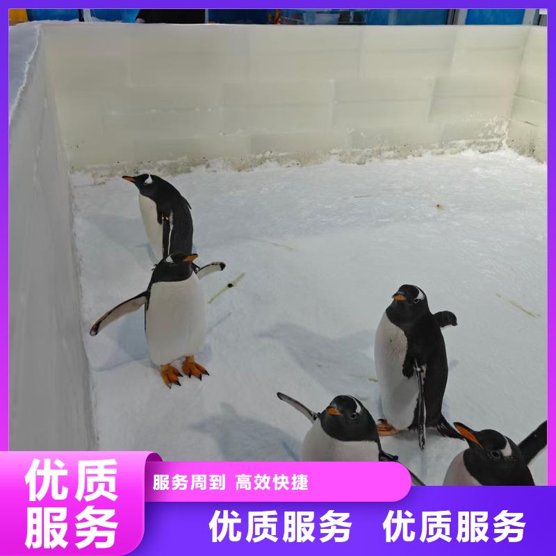 企鹅出租真正的厂家货源