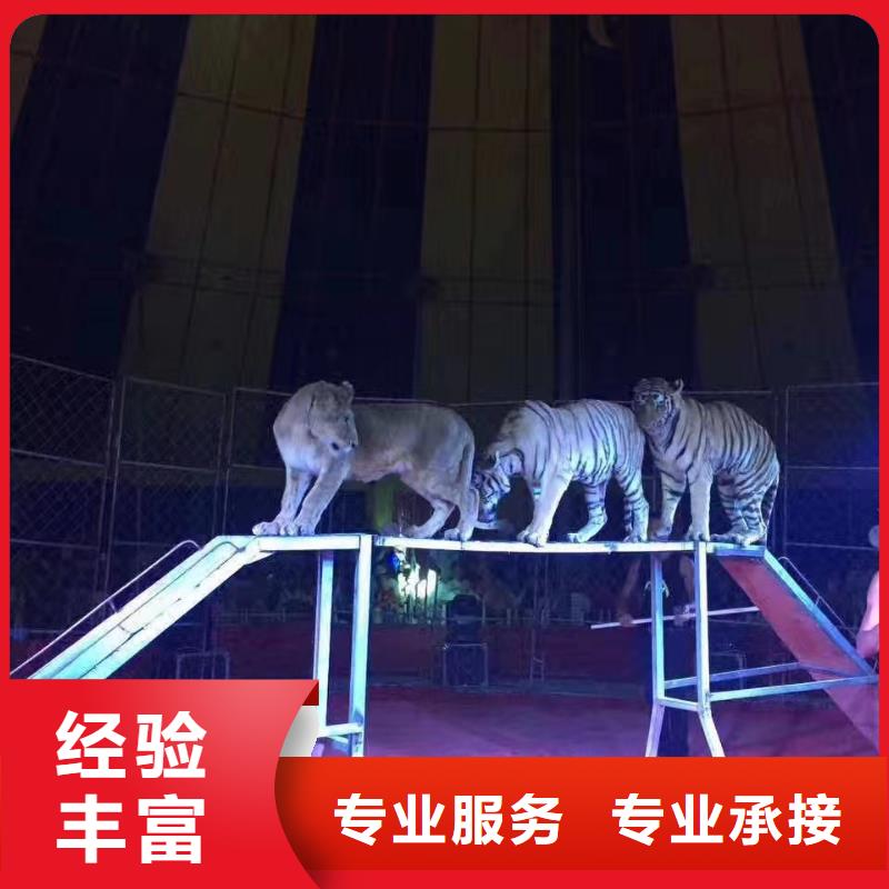 马戏团/羊驼鹦鹉表演租赁好评度高