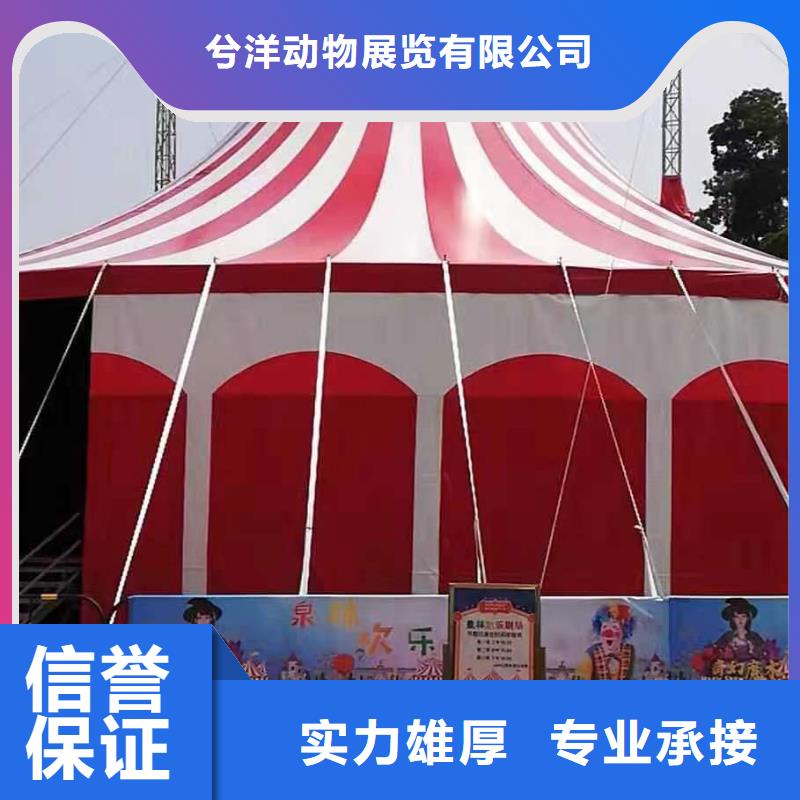 马戏团/羊驼-【活体羊驼租赁】信誉保证