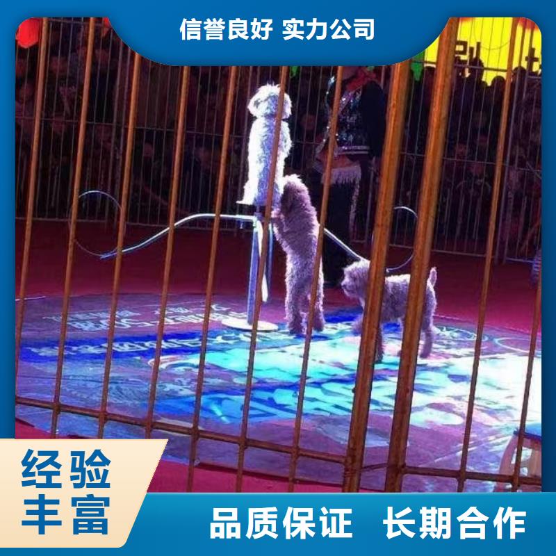 马戏团/羊驼-出租企鹅服务热情