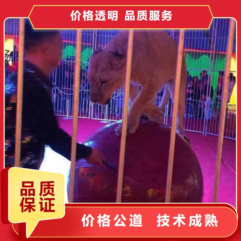 马戏团/羊驼-出租企鹅服务热情