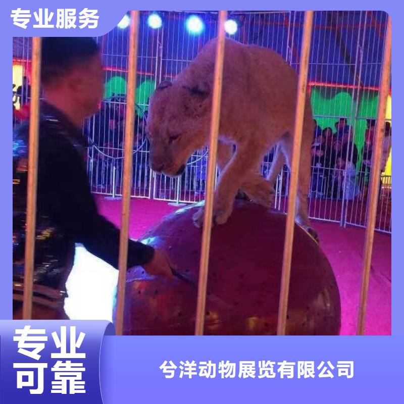 贵池【当地】马戏团/羊驼出租羊驼价格透明
