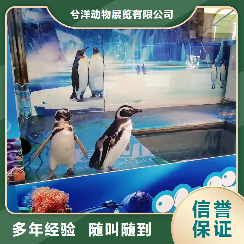 海洋主题动物表演【企鹅表演出租】高品质