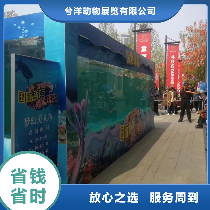 海洋主题动物表演【企鹅表演出租】高品质