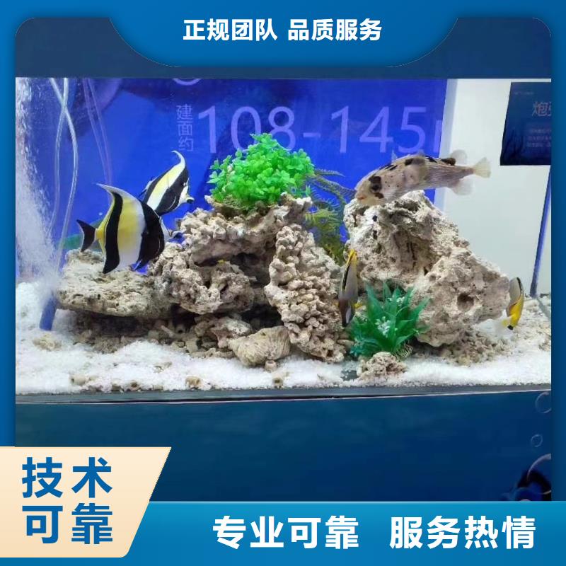 海洋主题动物表演【企鹅表演出租】高品质