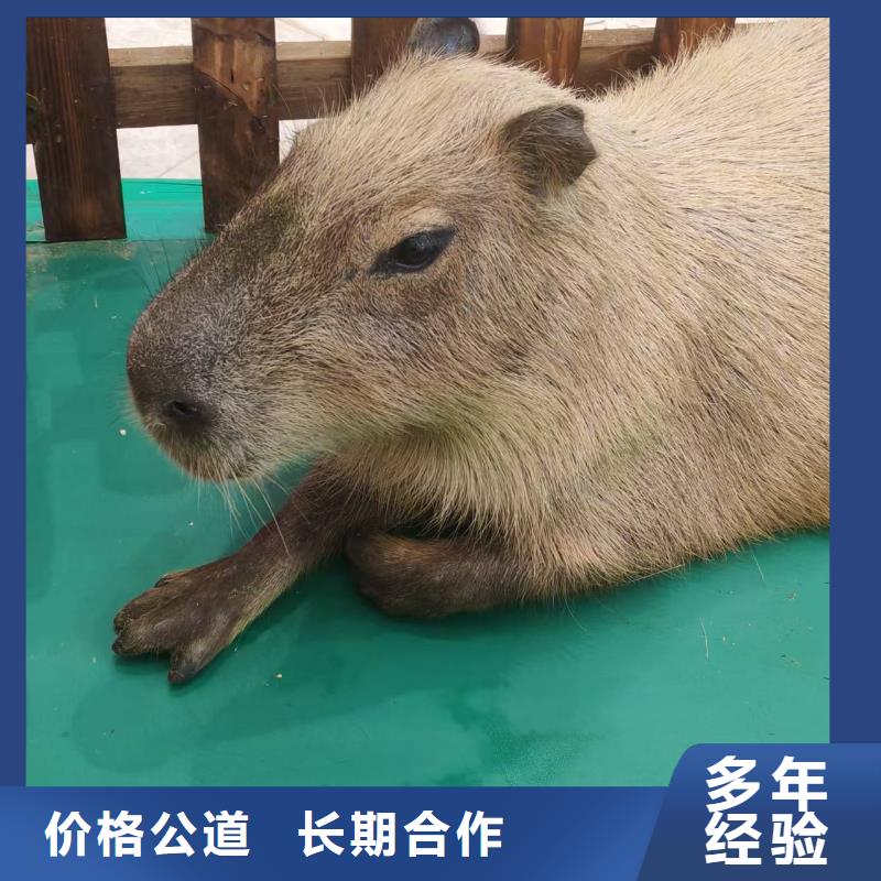 水豚出租资质齐全