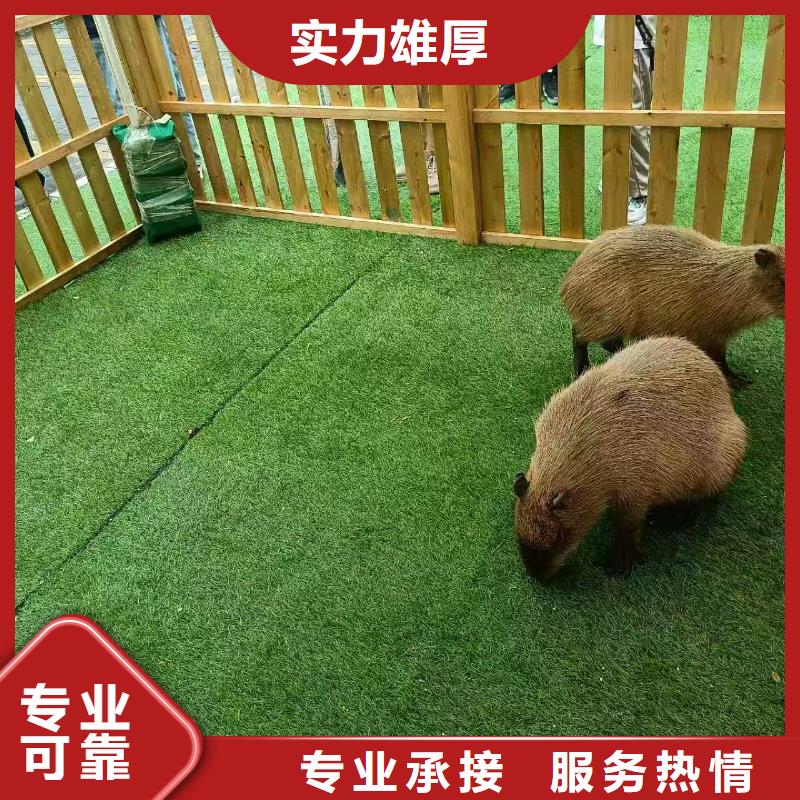 商场暖场活动厂家规格齐全