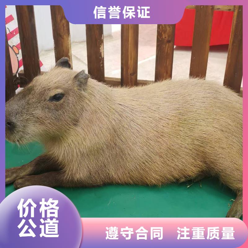 商场暖场活动厂家规格齐全