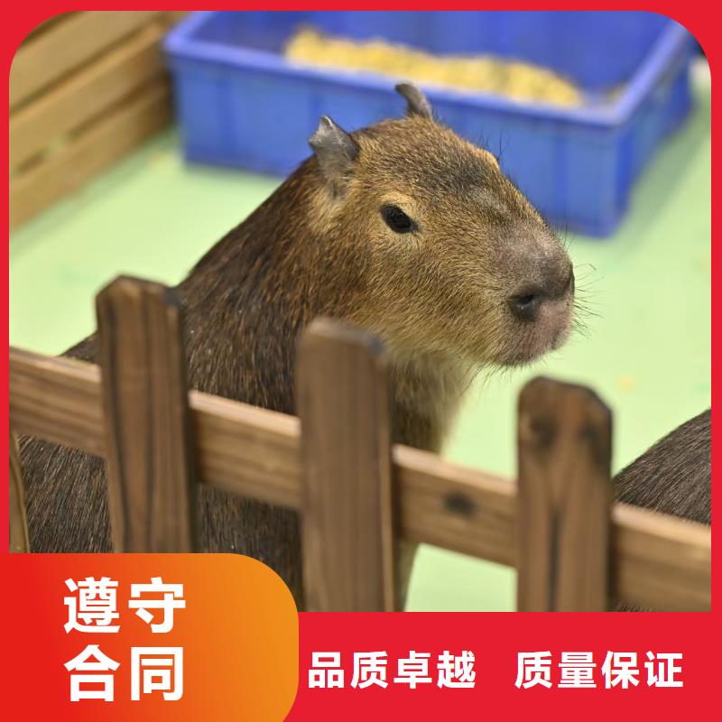 性价比高的租赁资质核查厂家