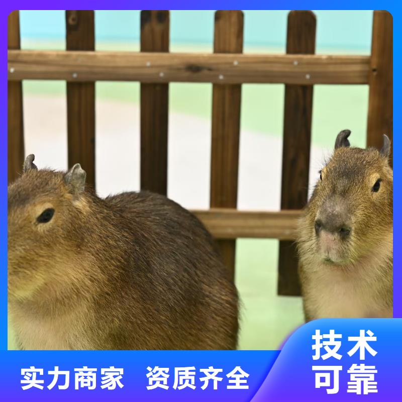 萌宠动物出租厂家量身定制