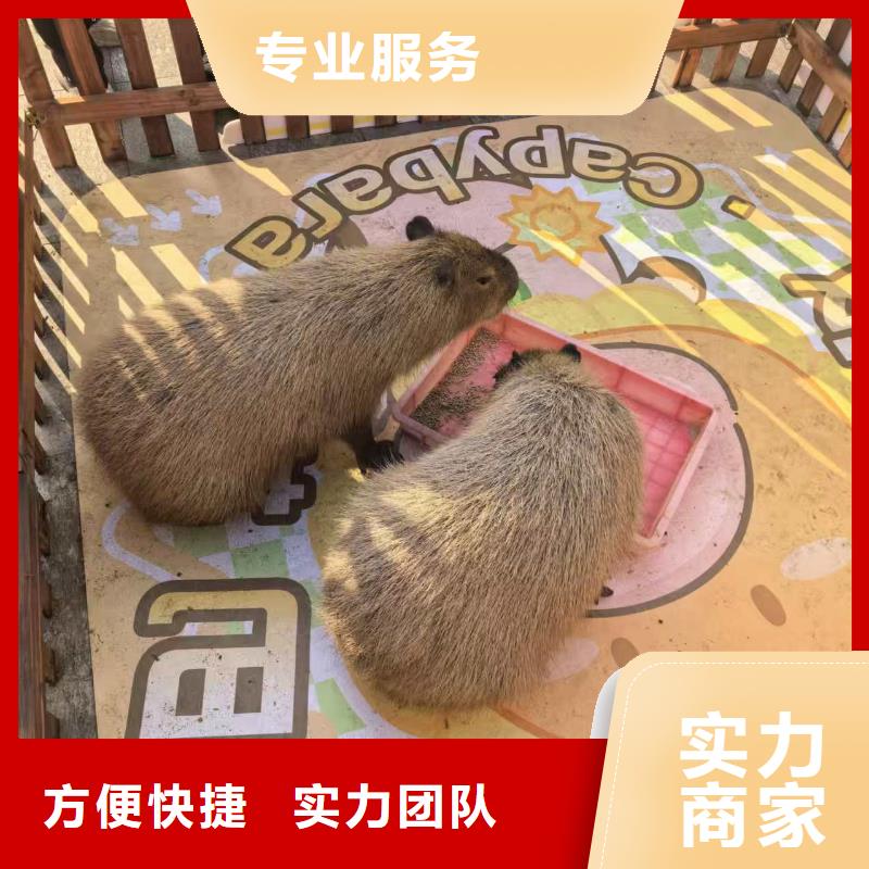 性价比高的租赁资质核查厂家