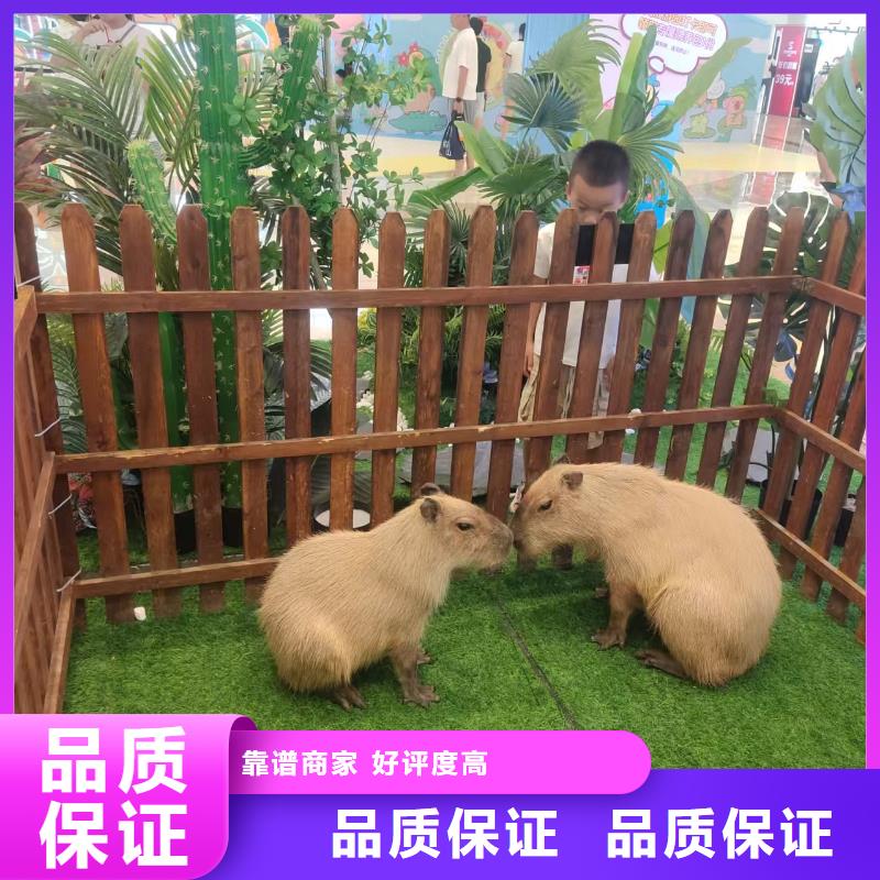 优选：卡皮巴拉出租