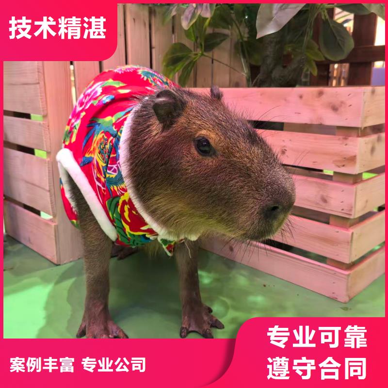 卡皮巴拉出租多年生产经验