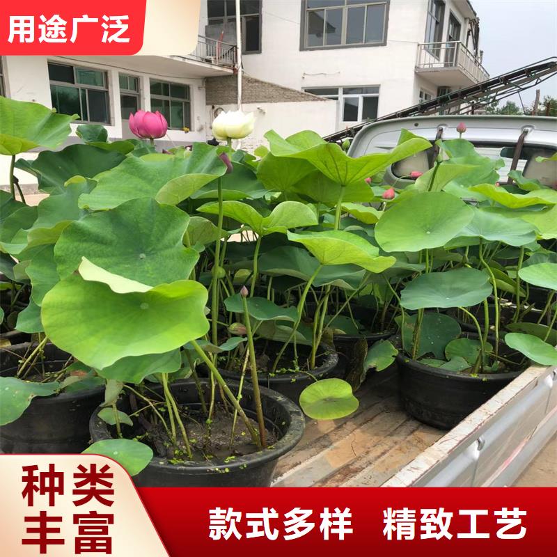 花色艳荷花苗多年专注