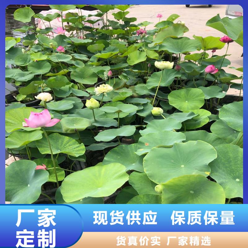 采购初夏荷花苗必看-价格低