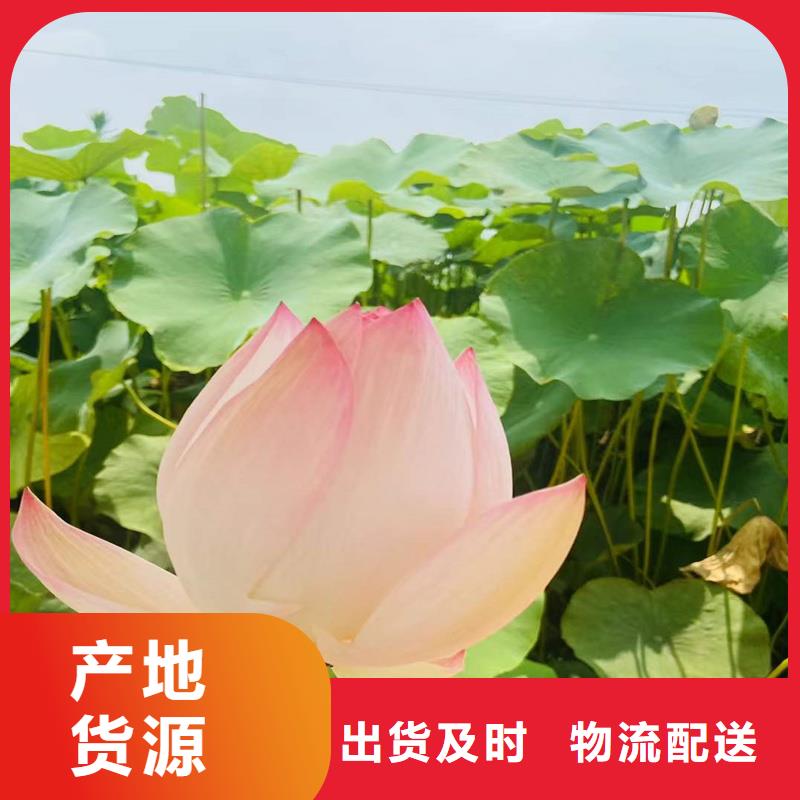 信誉好的荷花苗长期合作厂家