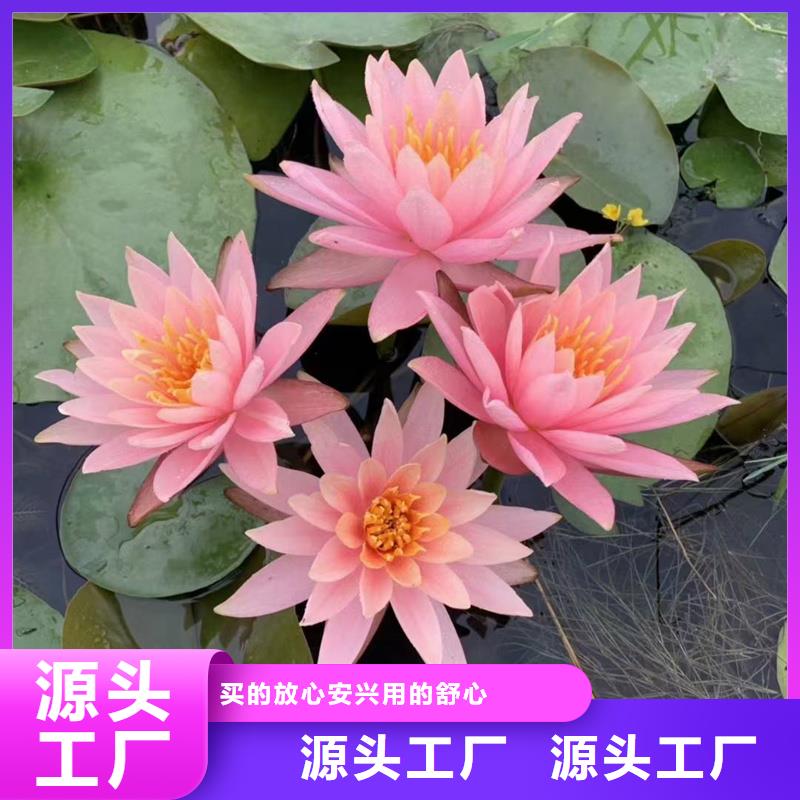 荷花苗工程承包_诚信为本