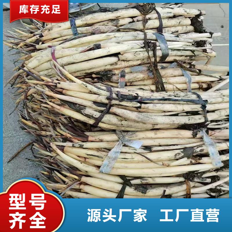 精选荷花苗庭院美化厂家