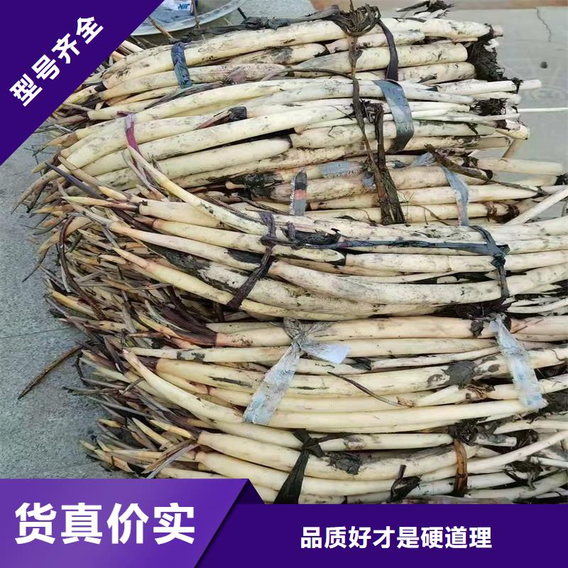 花色艳荷花苗多年专注