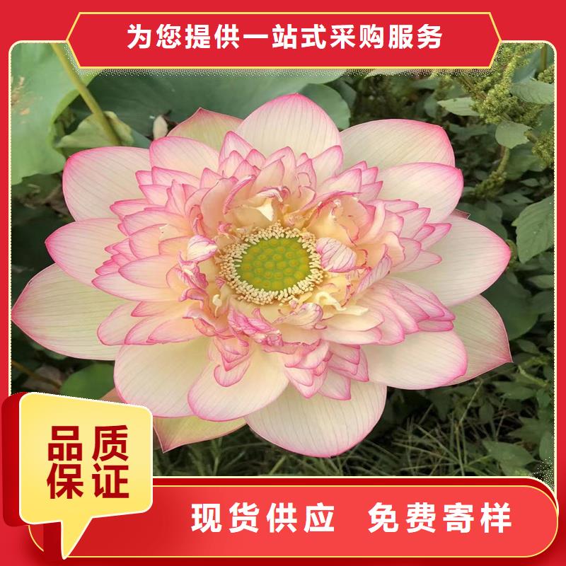 冬季荷花苗厂家价格优惠