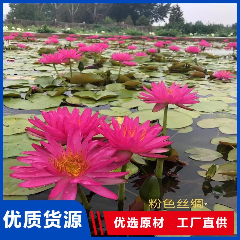 荷花苗生态园批发零售均可