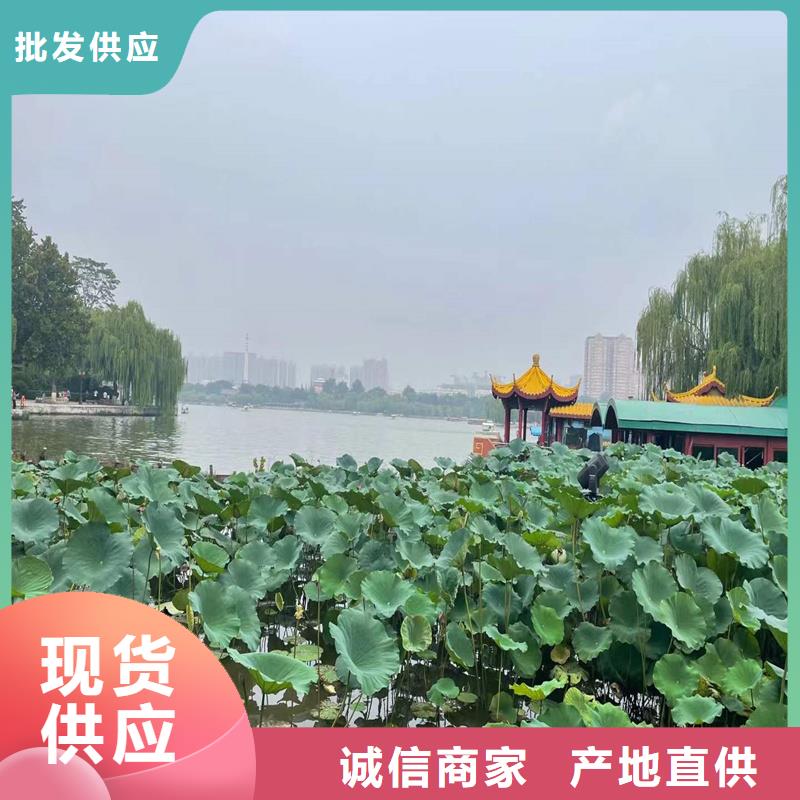 花色艳荷花苗多年专注