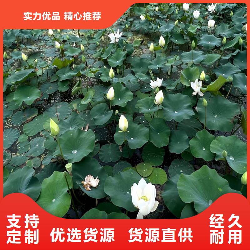 口碑好的白色荷花苗供货商