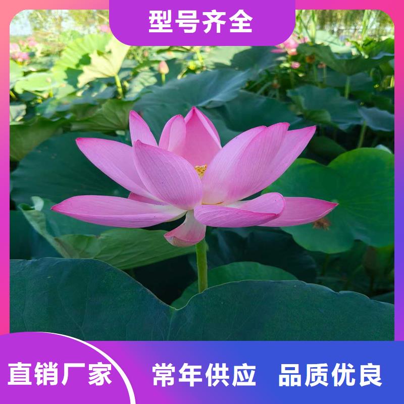 荷花苗景区美化、荷花苗景区美化生产厂家_规格齐全