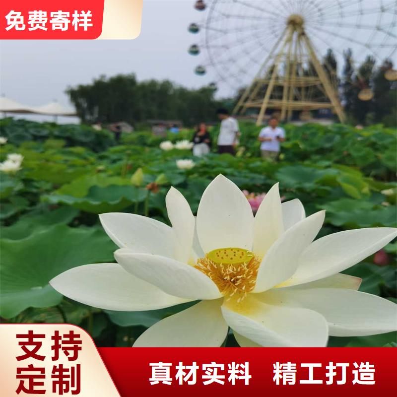 花色艳荷花苗多年专注