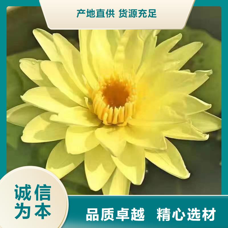 发货速度快的藕苗厂家