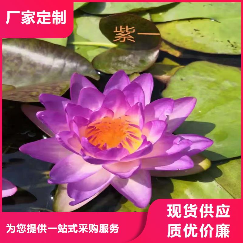 荷花苗乡村建设服务周到