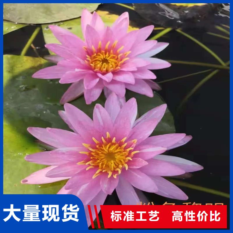 2025质优价廉#优质荷花苗制造商#来图定制