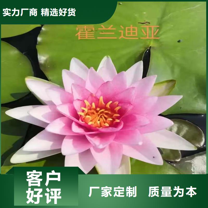 深水荷花苗-深水荷花苗厂家现货