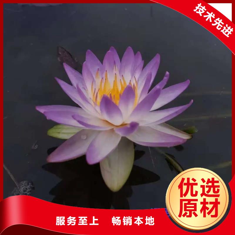 口碑好的深水荷花苗销售厂家