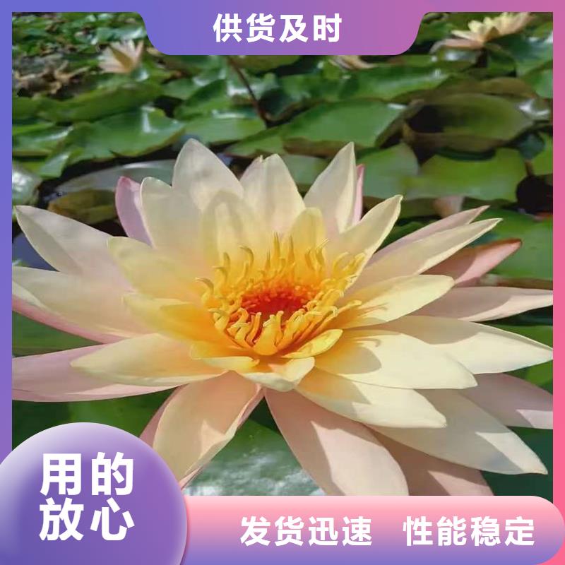 荷花苗非标定制